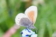 Coenonympha gardetta gardetta