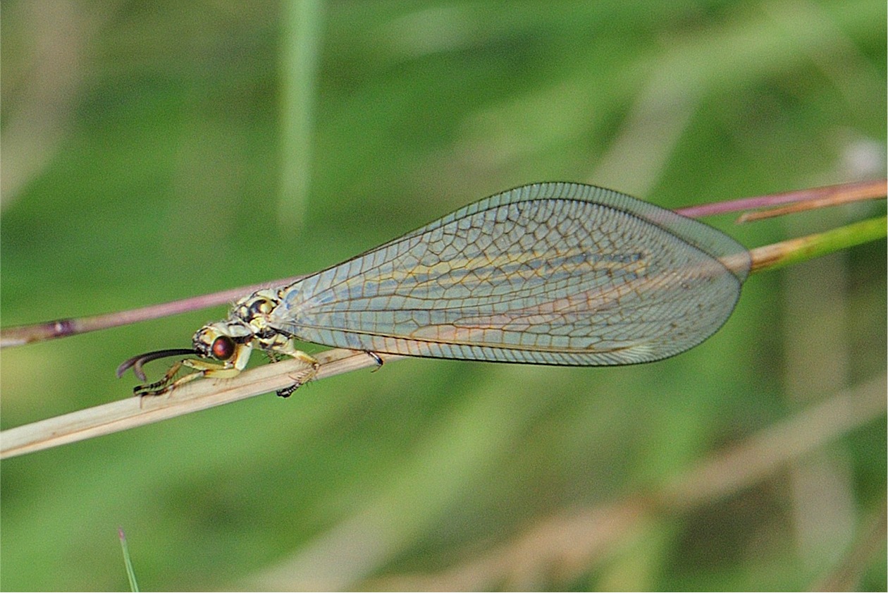 Myrmecaelurus trigrammus