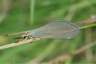 Myrmecaelurus trigrammus