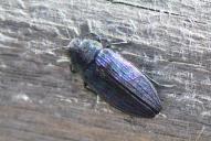 Buprestis rustica