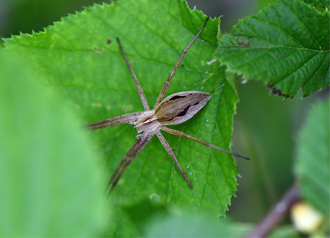 Pisaura mirabilis