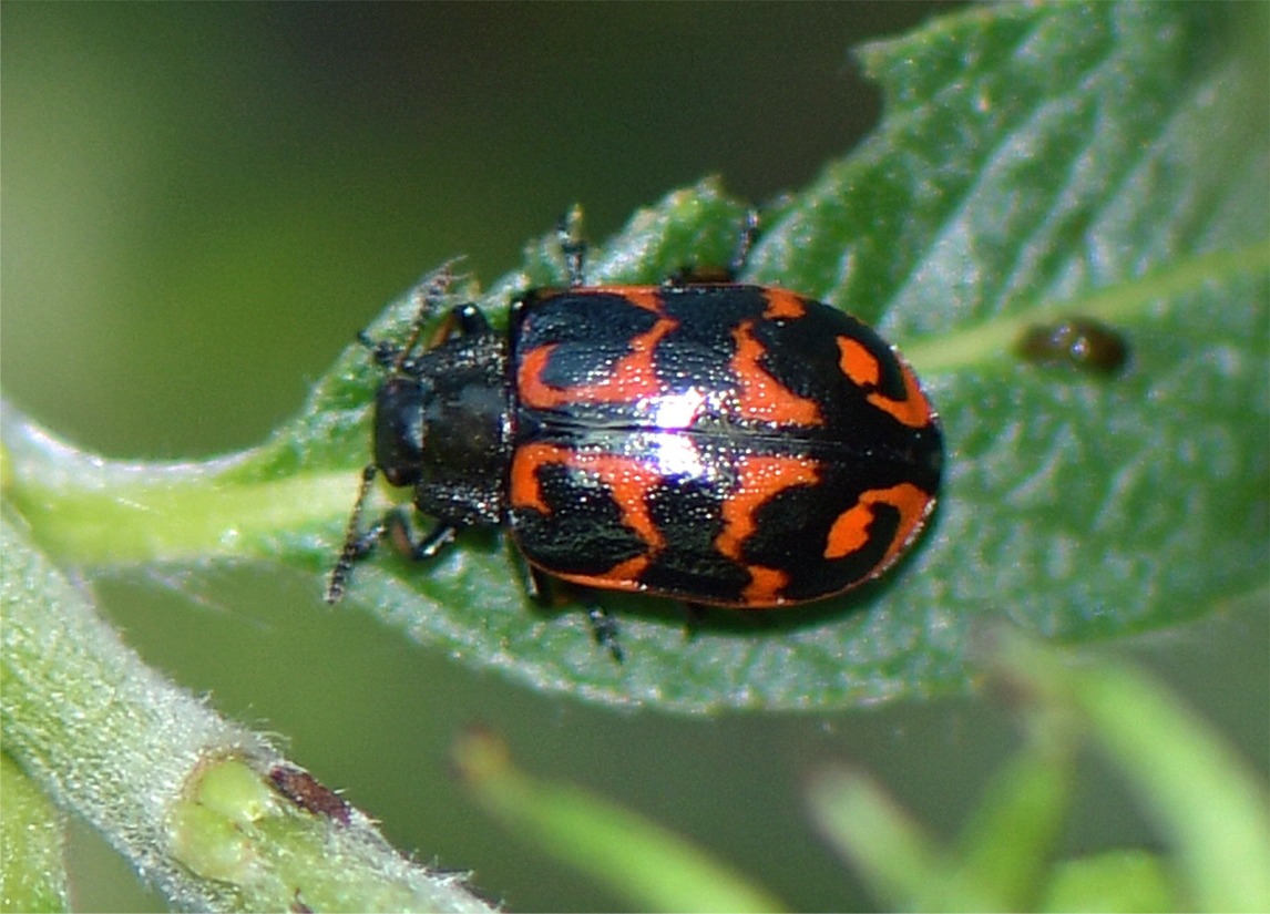 Chrysomela lapponica