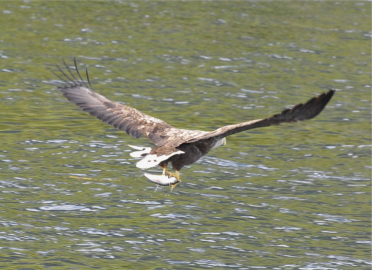 Haliaeetus albicilla