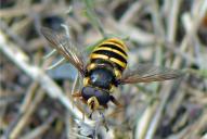 Sericomyia silentis(♂)