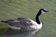 Branta canadensis