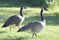 Branta canadensis