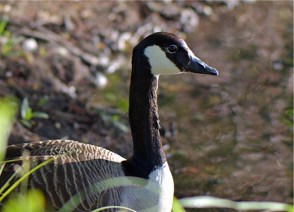 Branta canadensis