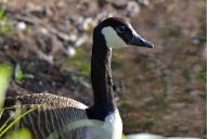 Branta canadensis