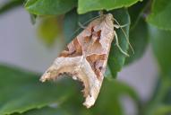 Phlogophora meticulosa