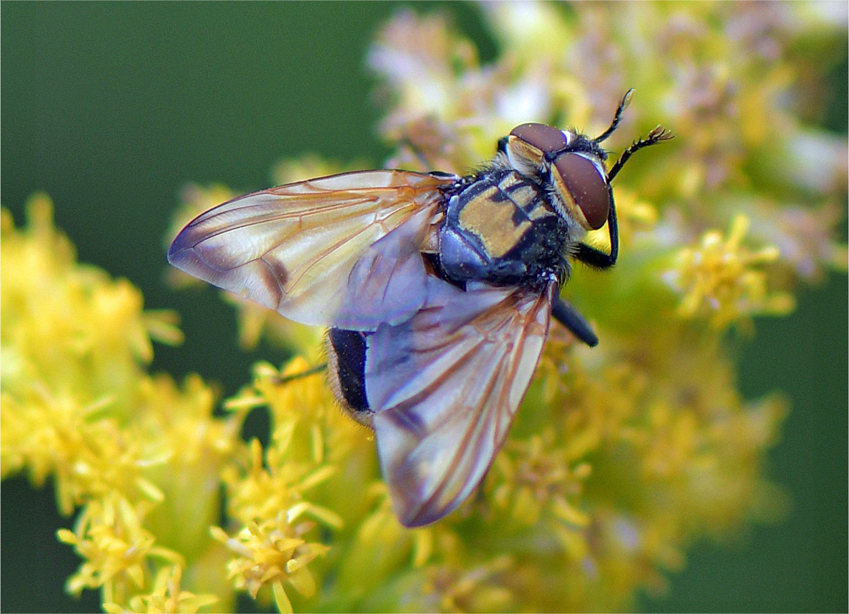 Phasia (Allophora) aurigera(♂)