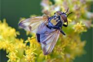 Phasia (Allophora) aurigera