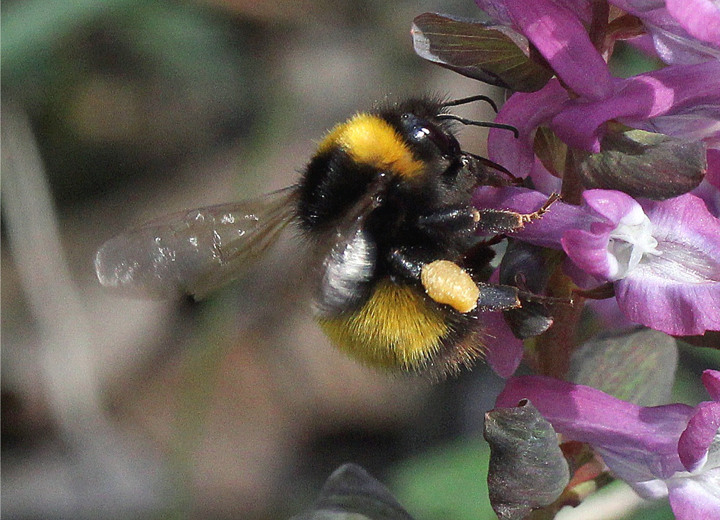 Bombus haematurus(♀)