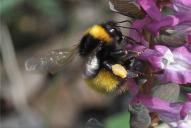 Bombus haematurus