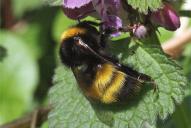 Bombus haematurus(♀)