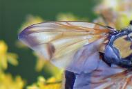 Phasia (Allophora) aurigera(Flügel)