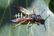 Polistes biglumis(♀)
