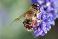 Eristalis tenax(♀)