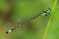 Ischnura elegans(♂)