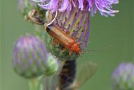 Rhagonycha fulva