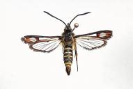 Bembecia ichneumoniformis