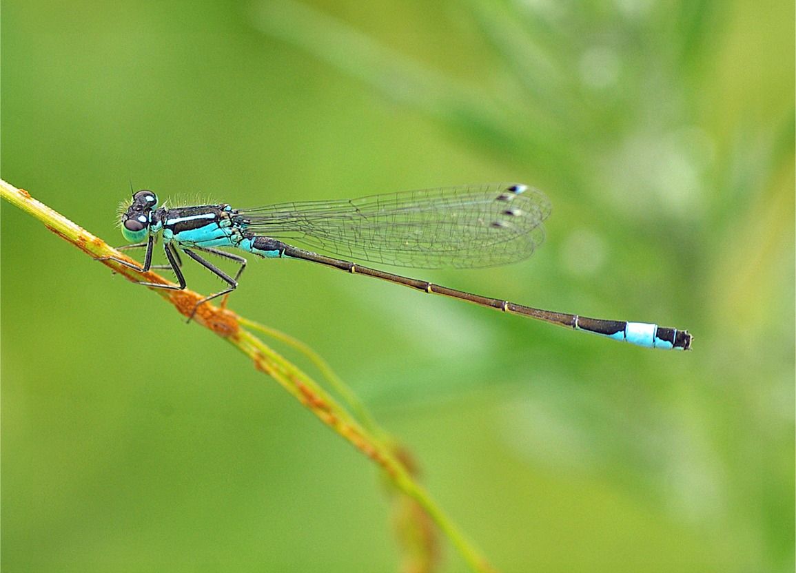 Ischnura elegans(♂)