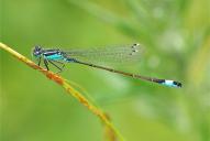Ischnura elegans