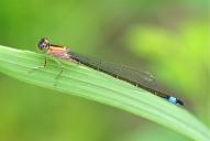 Ischnura elegans(♀)