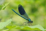 Calopteryx splendens(♂)