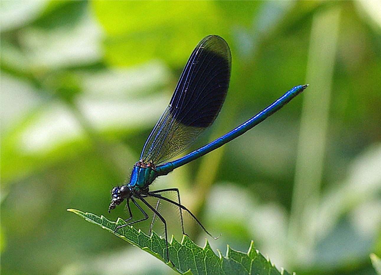 Calopteryx splendens(♂)