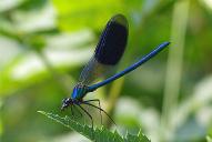 Calopteryx splendens