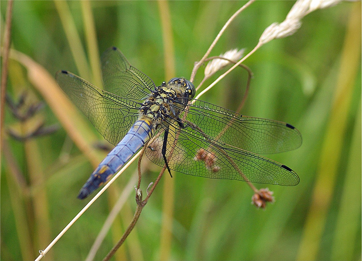 Orthetrum cancellatum(♂)