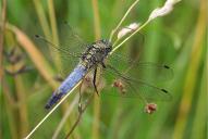 Orthetrum cancellatum