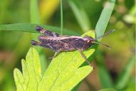 Gomphocerippus rufus(Larve)