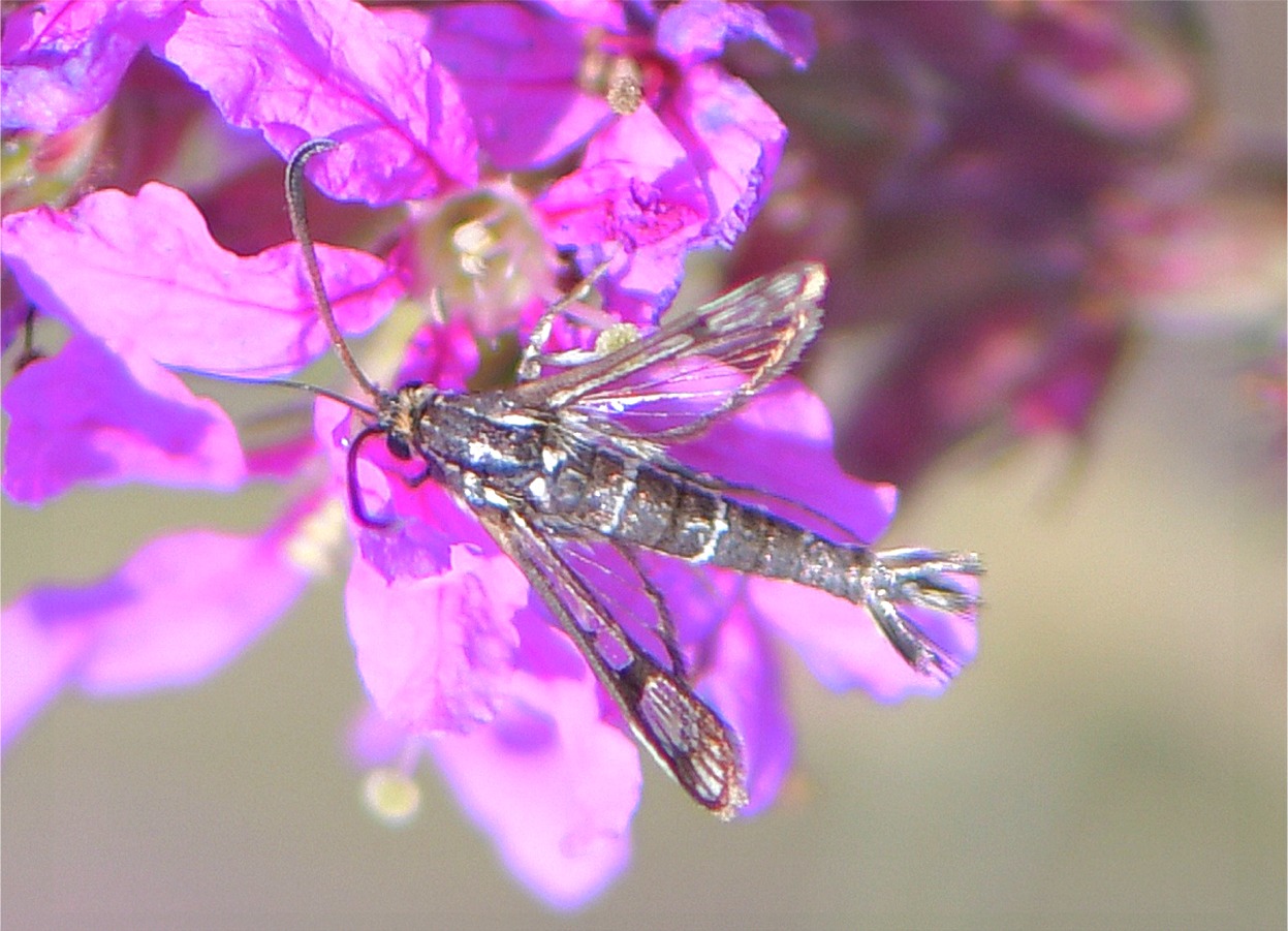 Pyropteron triannuliformis