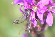 Pyropteron triannuliformis