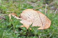 Polyporus squamosus