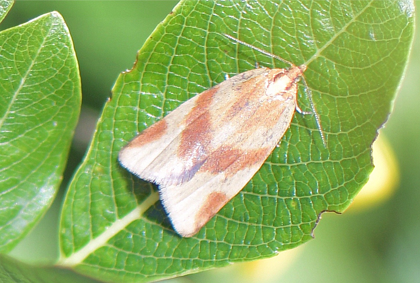 Clepsis steineriana