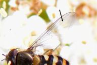 Parasyrphus annulatus(Flügel)