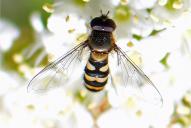 Parasyrphus annulatus