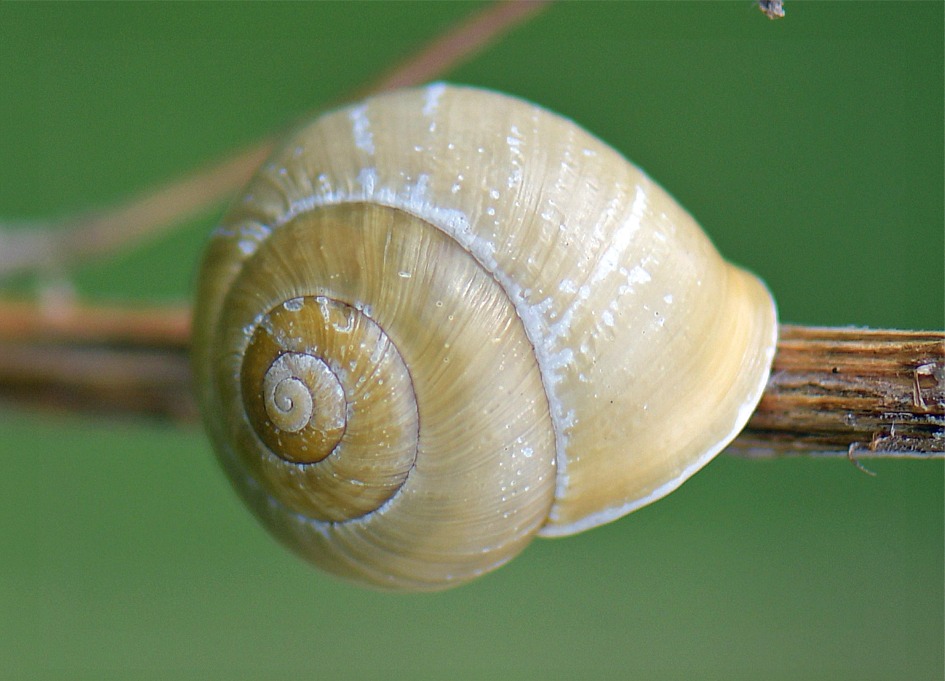 Cepaea hortensis