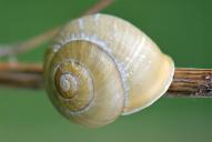 Cepaea hortensis