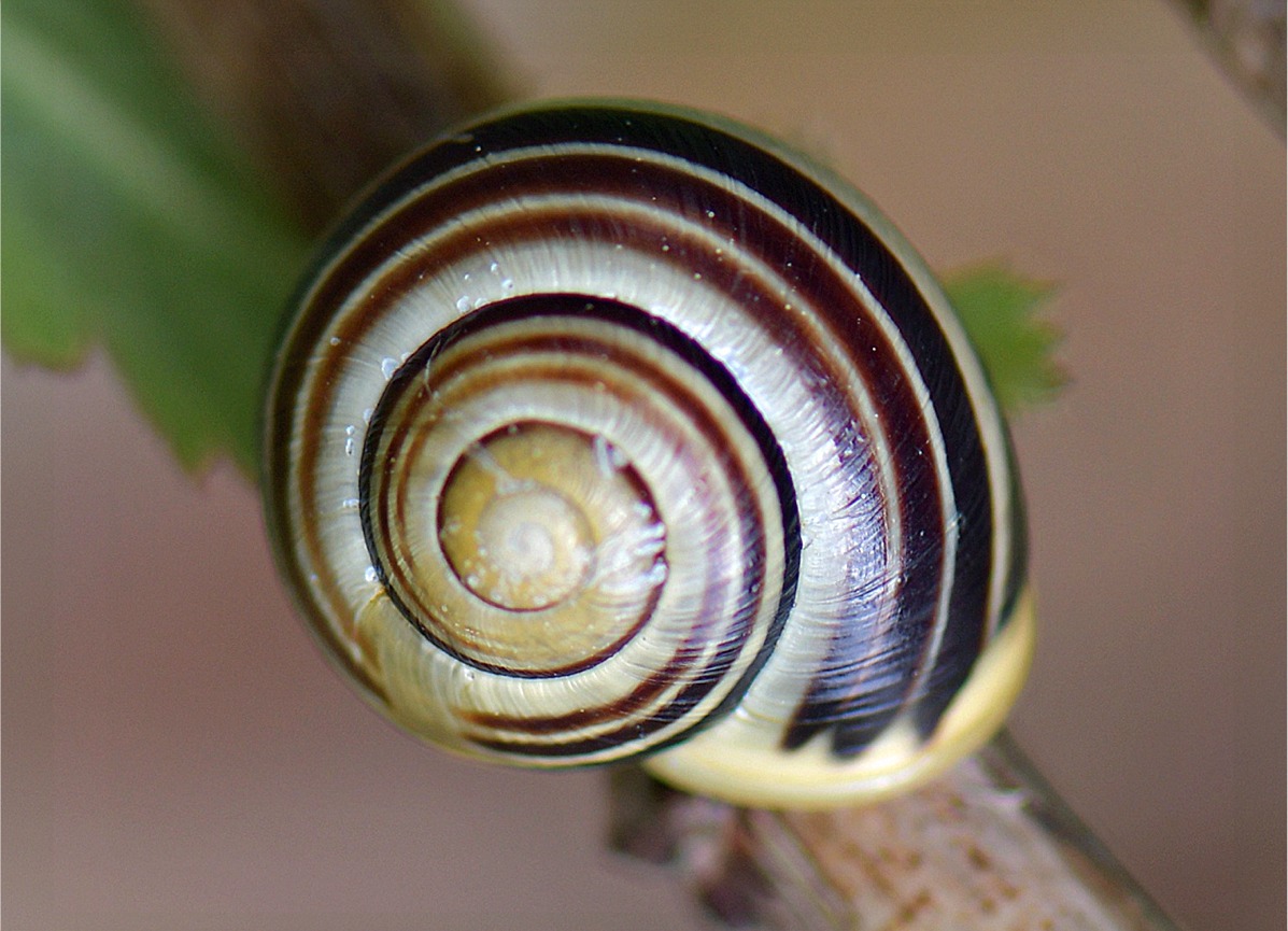 Cepaea hortensis