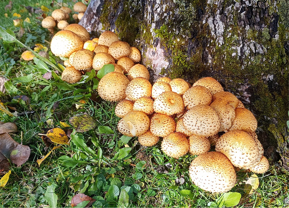 Pholiota squarrosa