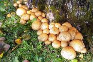 Pholiota squarrosa