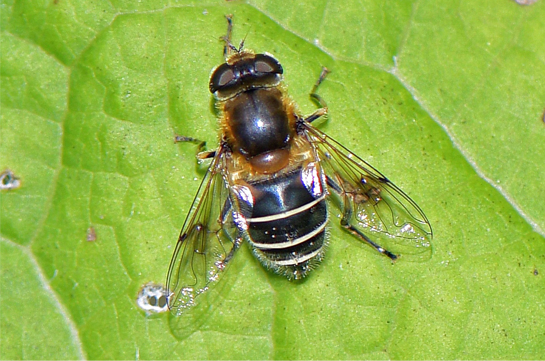 Eristalis rupium(♀)