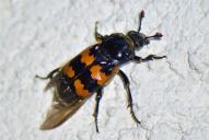 Nicrophorus vespillo