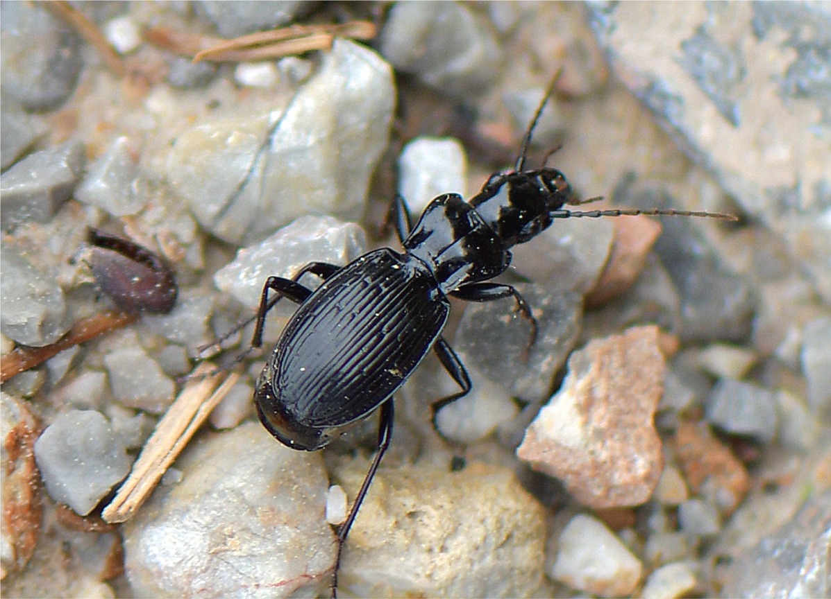 Pterostichus fasciatopunctatus