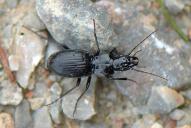 Pterostichus fasciatopunctatus