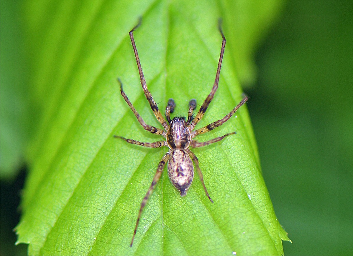 Anyphaena accentuata