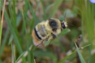 Bombus sylvarum(♀ Queen)